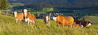 Bernau im Schwarzwald