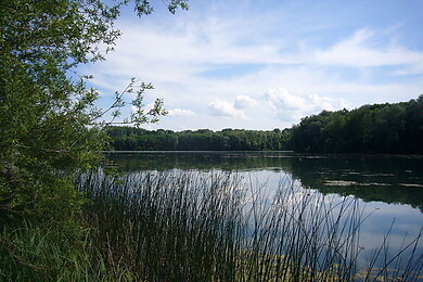 Lauingen (Donau)