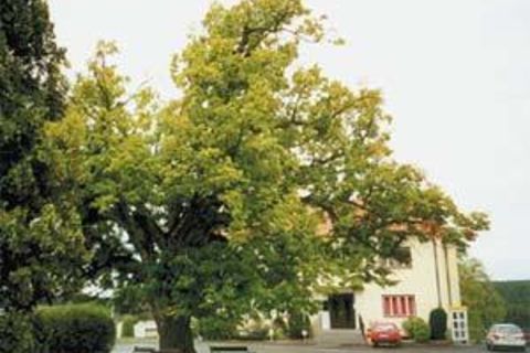 Winterlinde