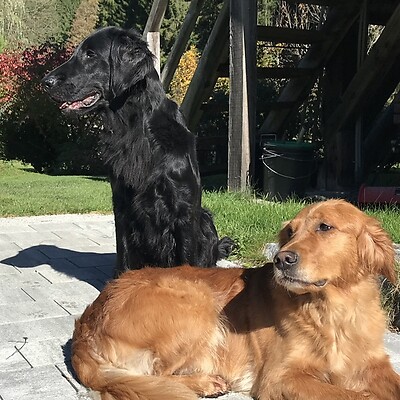 Avatar de la gundog21