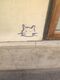 Avatar iz Windlass