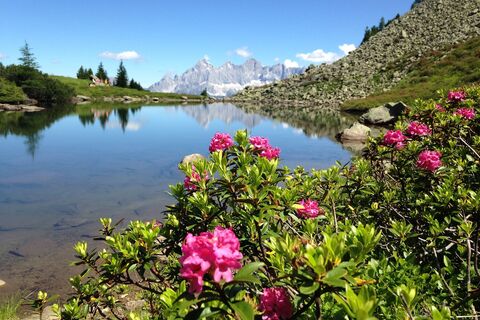 Spiegelsee mit Almrauschblüte