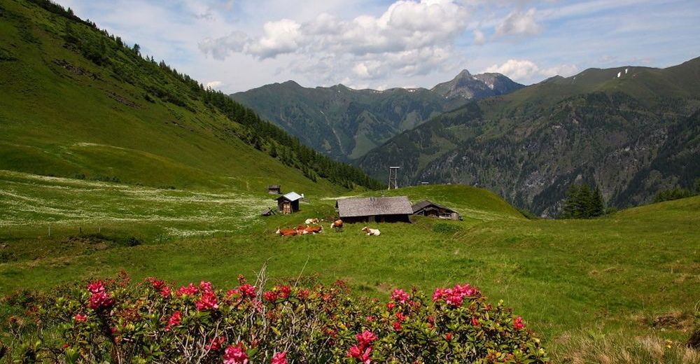 BERGFEX-Sehenswürdigkeiten - Tal Der Almen - 40 Bewirtschaftete Almen ...