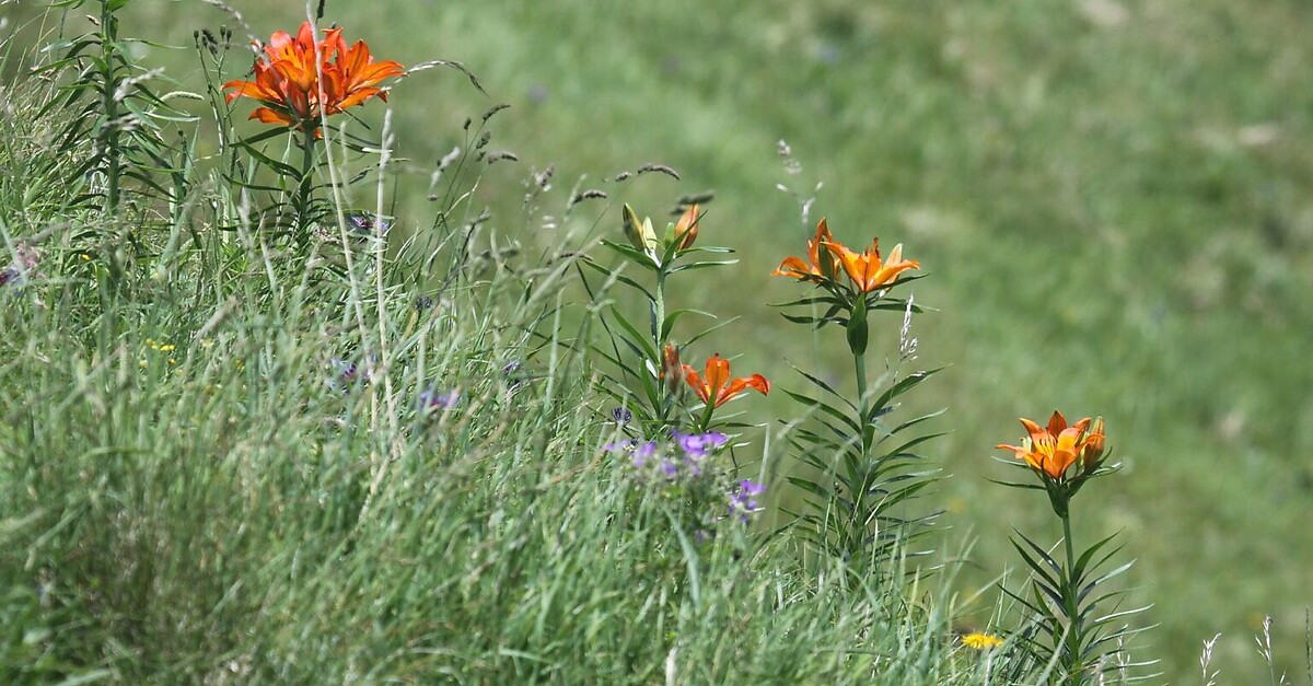 Blumen und Gletscherspuren in Feldis (Flower Walk) BERGFEX Themenweg Tour Graubünden