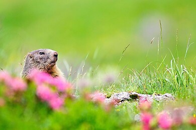 Piancavallo / Friauler Dolomiten