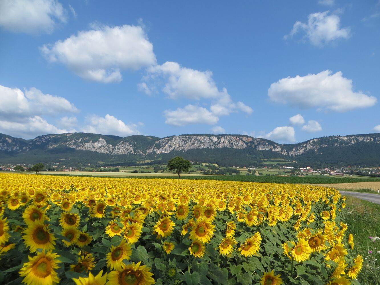 Hohe Wand