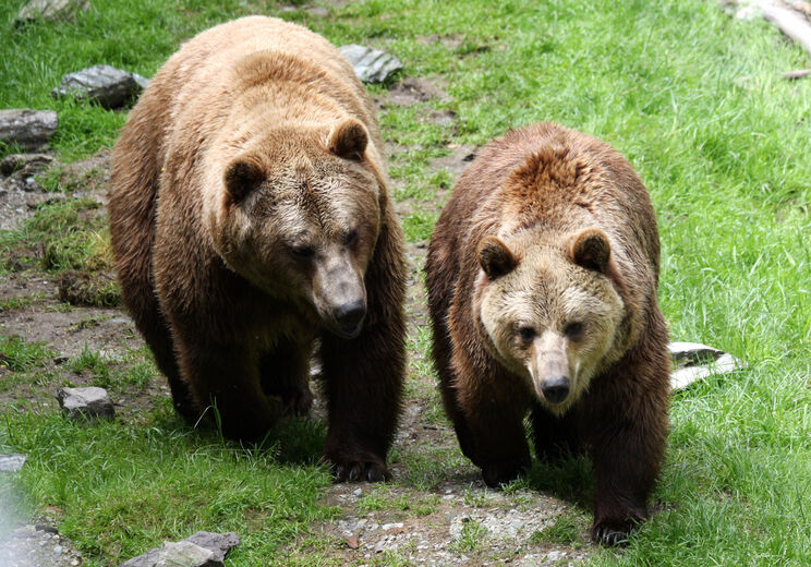 Mautern - Der Wilde Berg