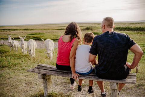 Natur am Neusiedler See