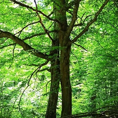 Avatar z hans feyrer