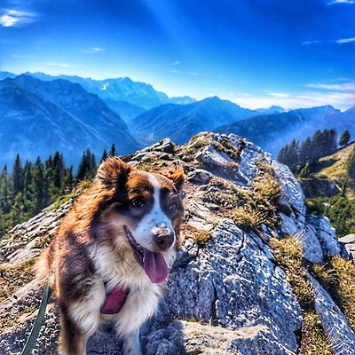 Avatar von Sven & Aussie Lexi