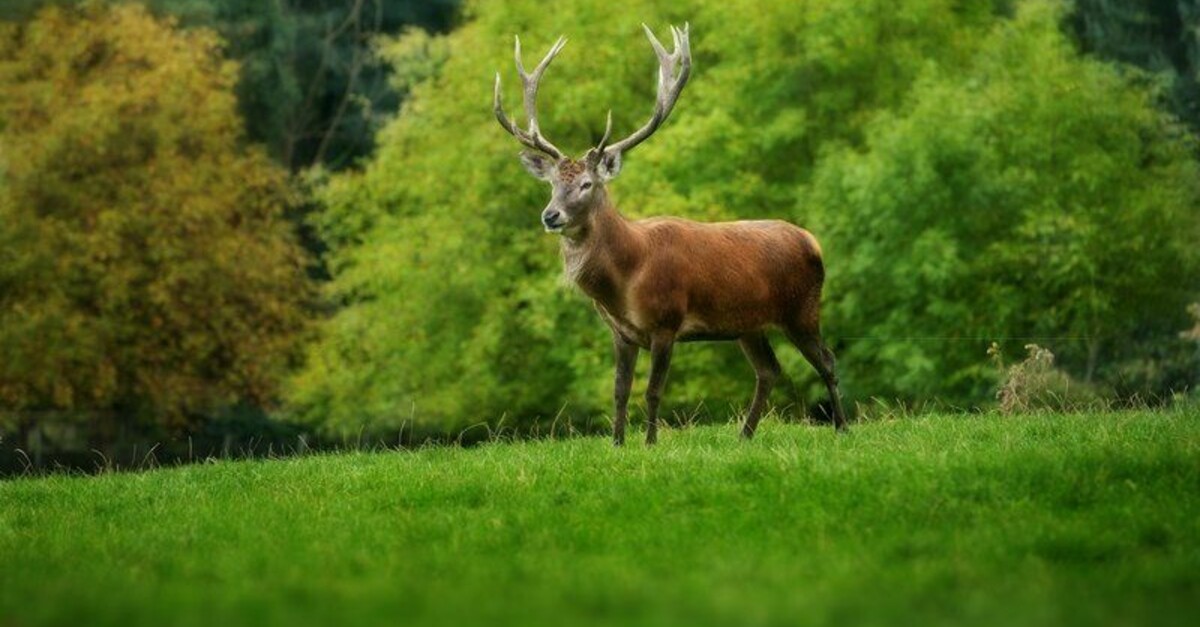 Wildpark Feldkirch Am Ardetzenberg Eine Erlebniswanderung Bergfex