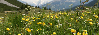 Bormio