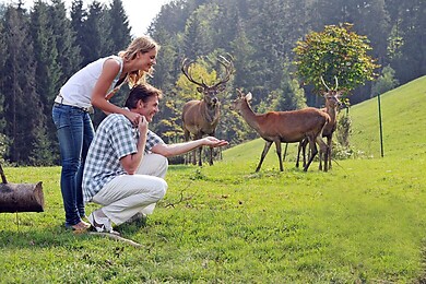 Niederndorferberg