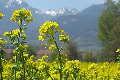 Brannenburg