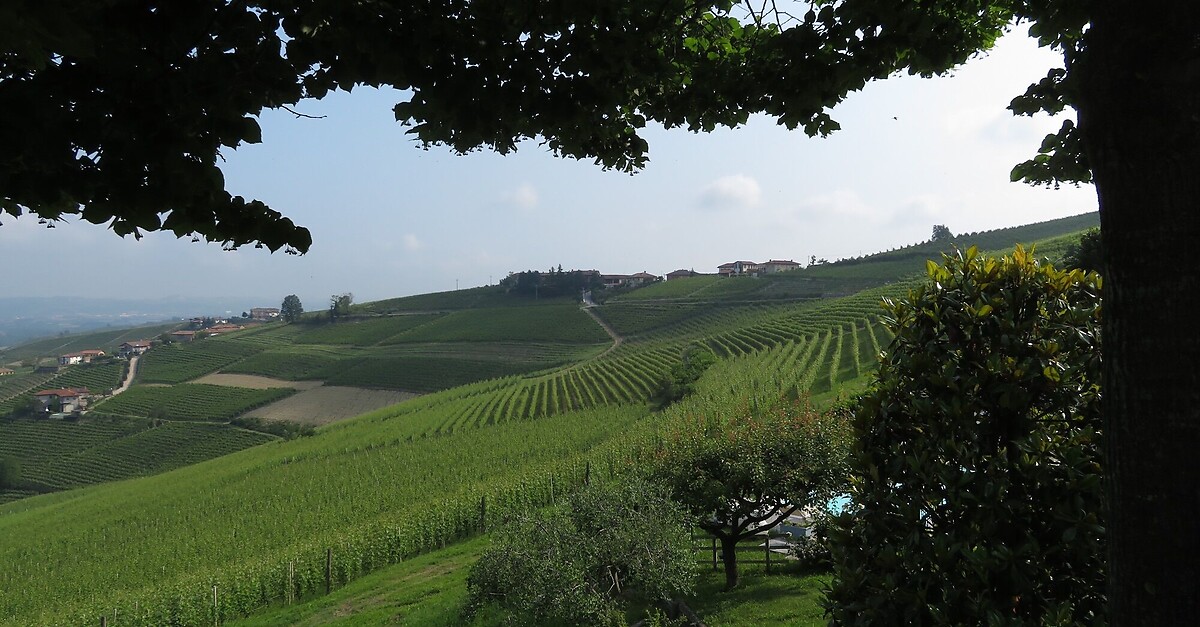 Barbaresco, Piemont/Italien BERGFEX Wanderung Tour Piemont