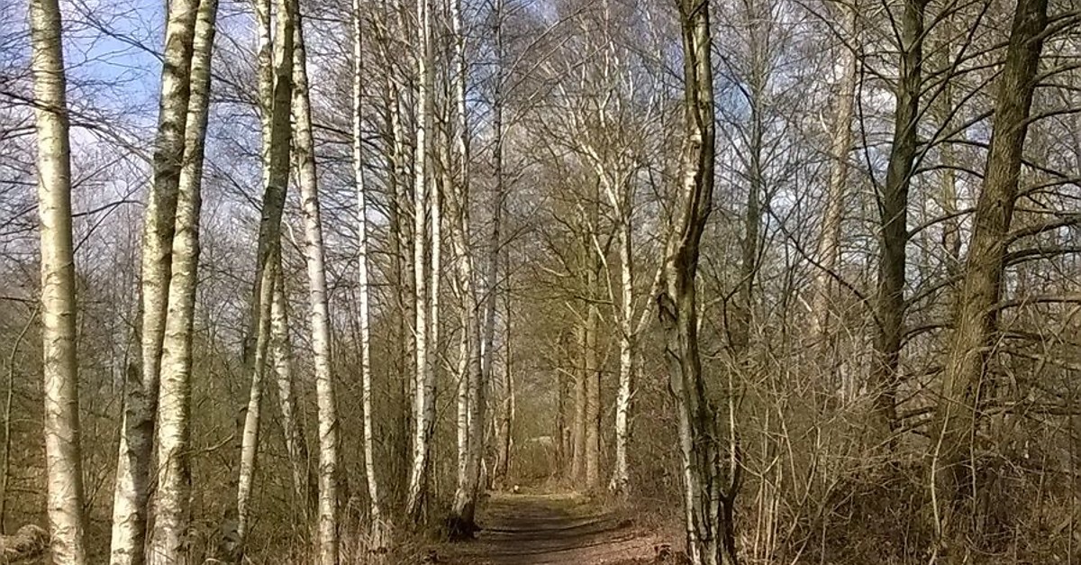 Durch die Meißendorfer Teiche BERGFEX Randonnée Parcours BasseSaxe
