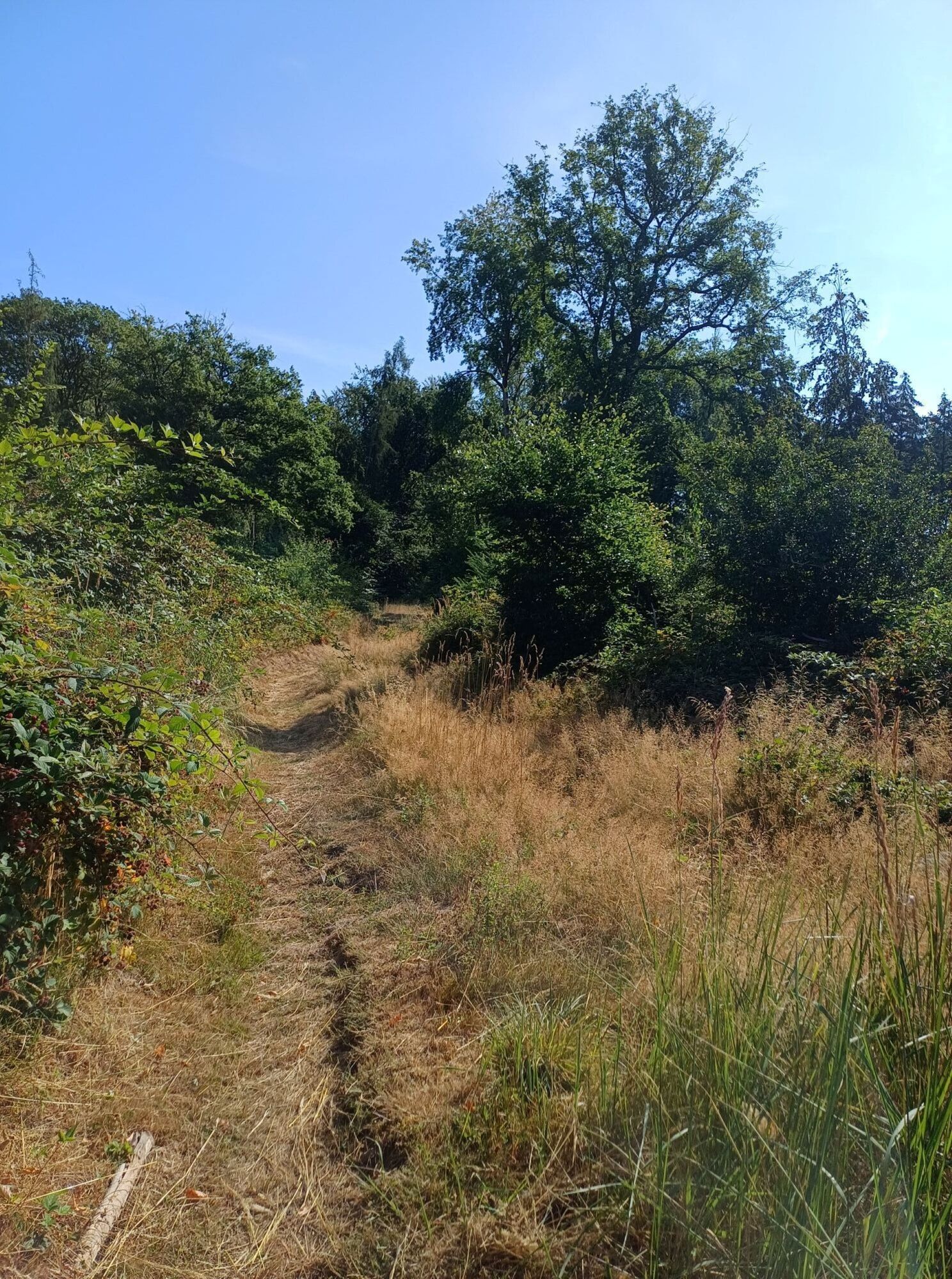 Suterkopf-Runde_Weg durch Wiese.jpg