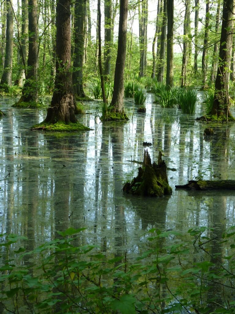 Erlenbruchwald