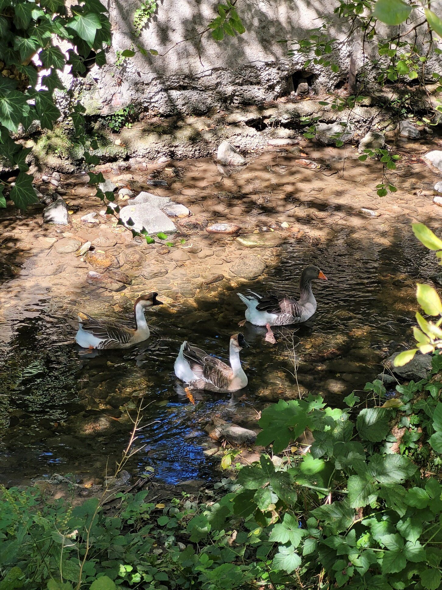 Enten Frick Muehle