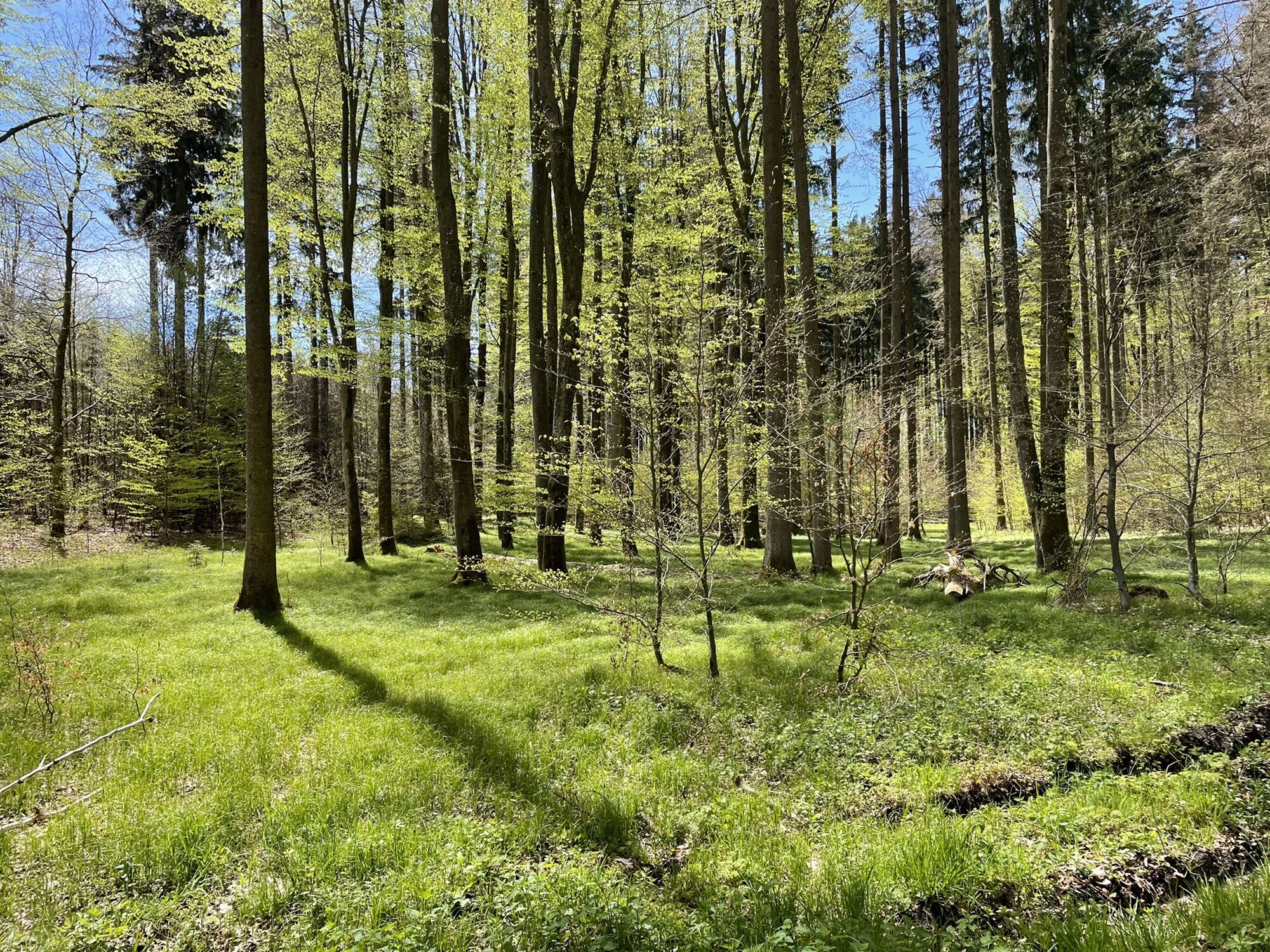 Wanderung durch die Wälder südlich Bad Wörishofen - BERGFEX - Wanderung