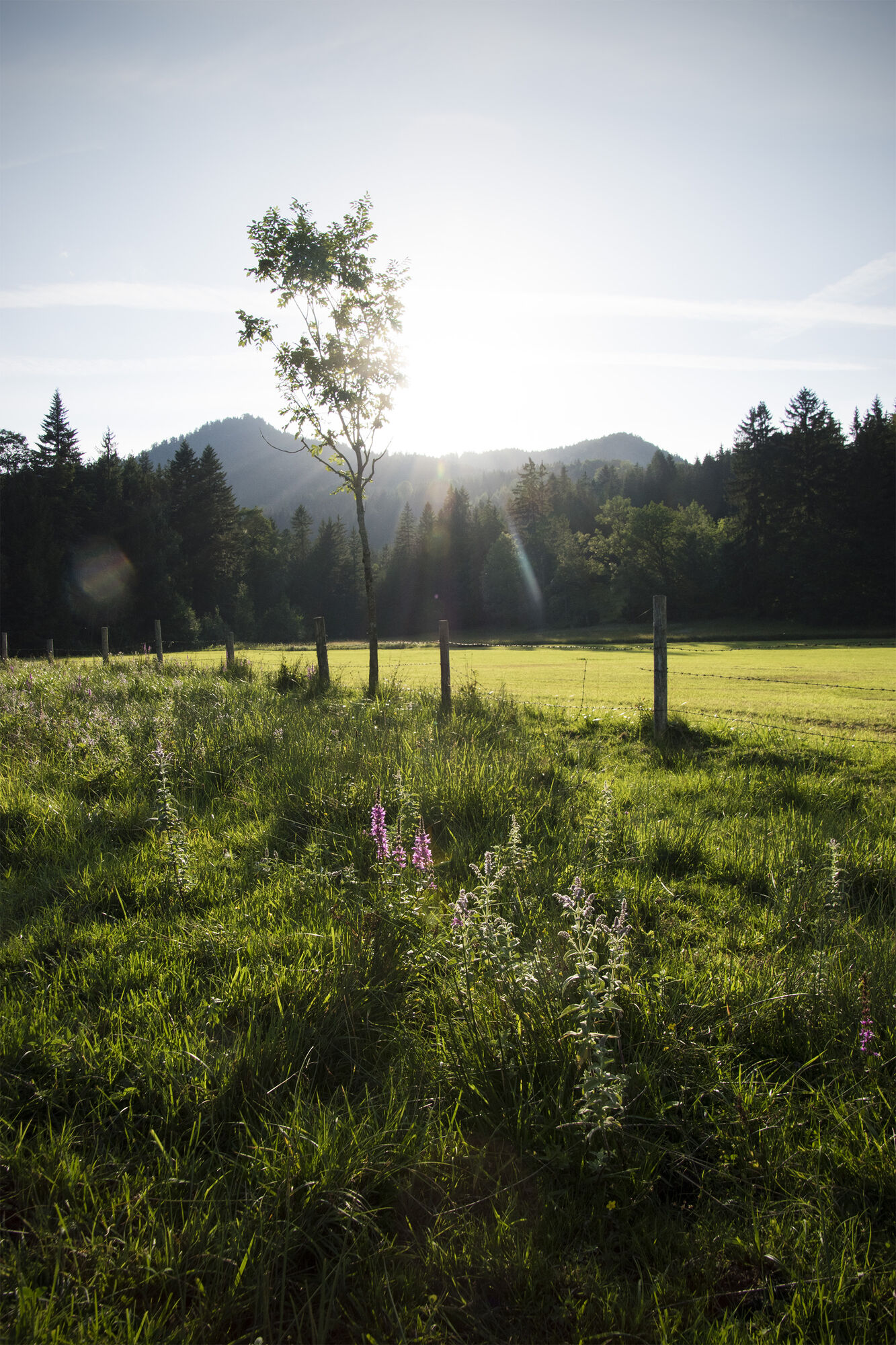 Blick aufs Auracher Köpferl