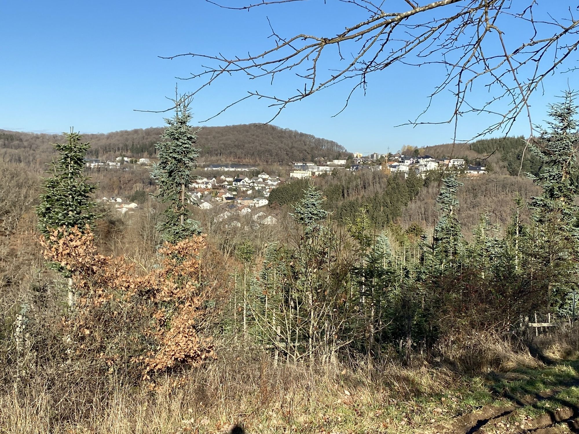 Rund um Daun BERGFEX Wanderung Tour RheinlandPfalz