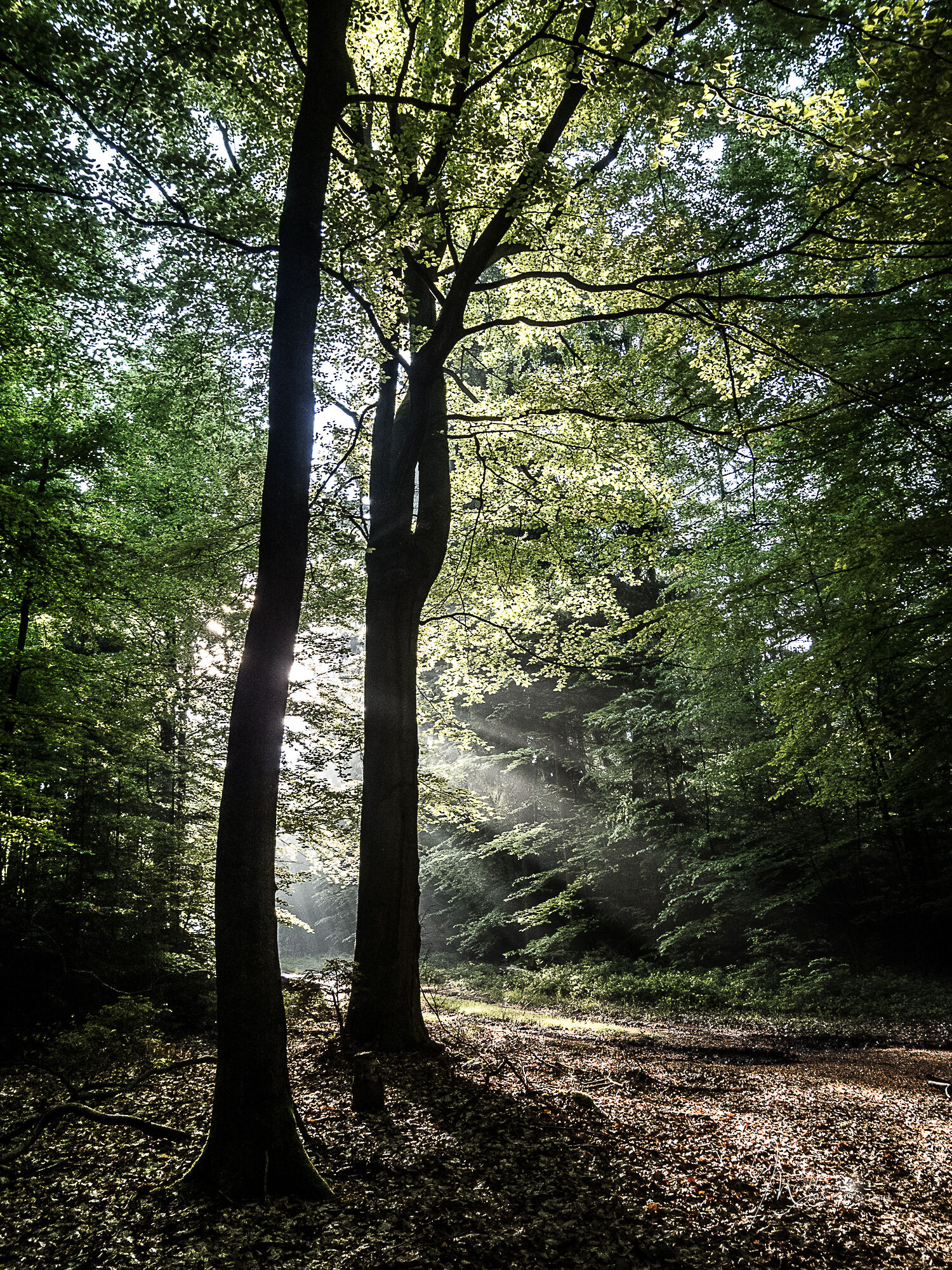 wald-erholung-heide