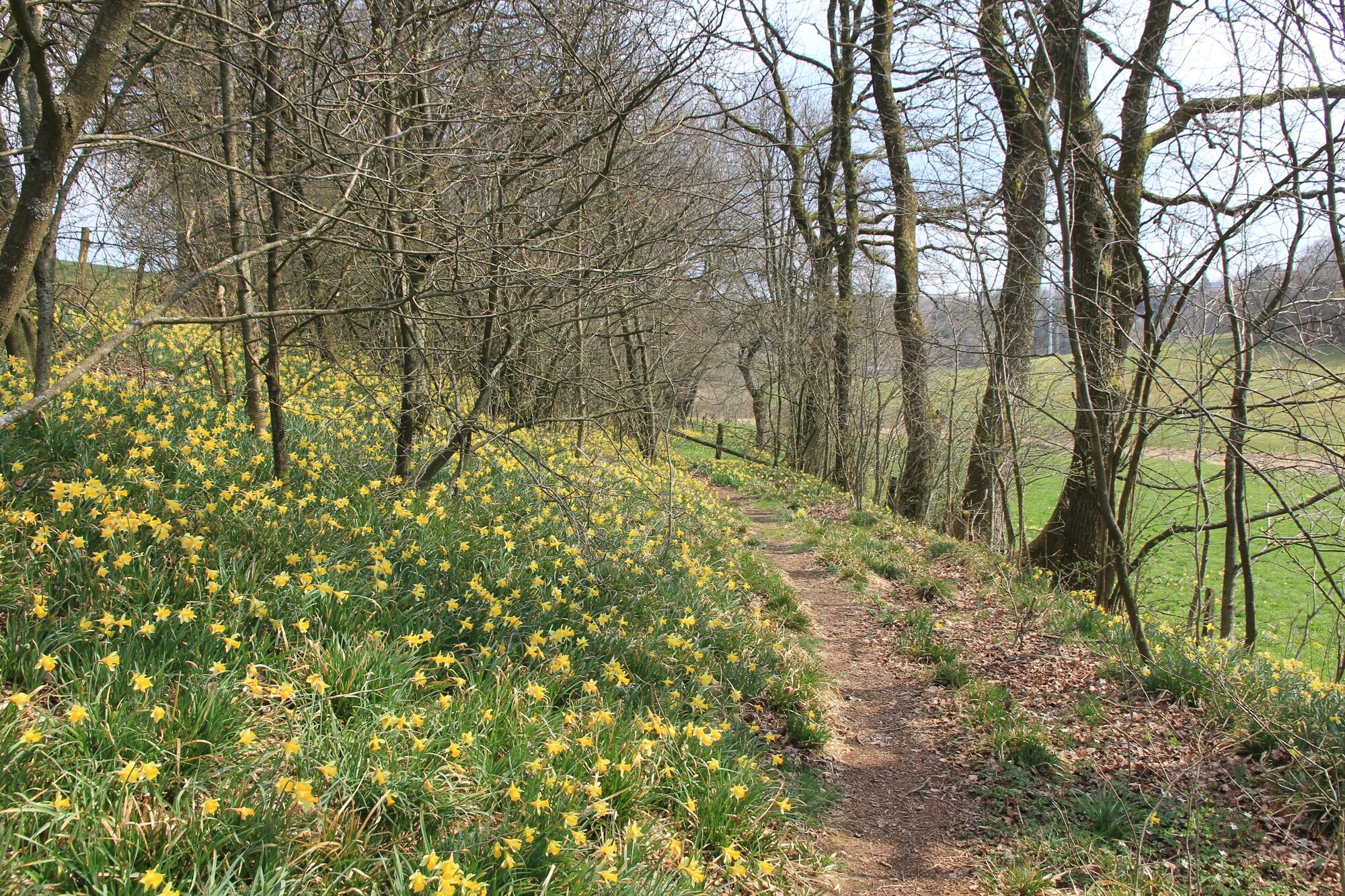 Daffodil walk 12 km - BERGFEX - Pohodništvo - Turneja Valonija