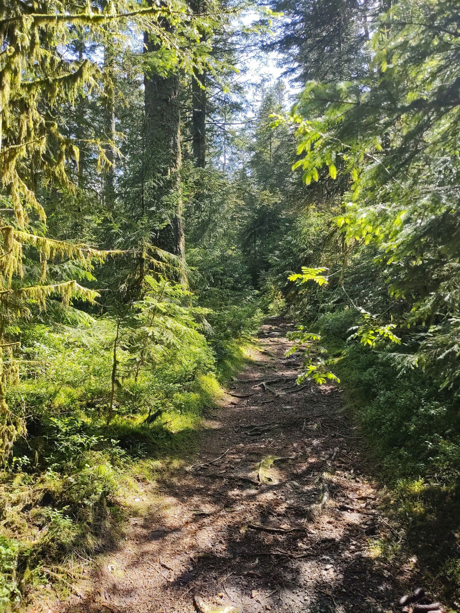 Pfad in der Nähe des Turbenmoos
