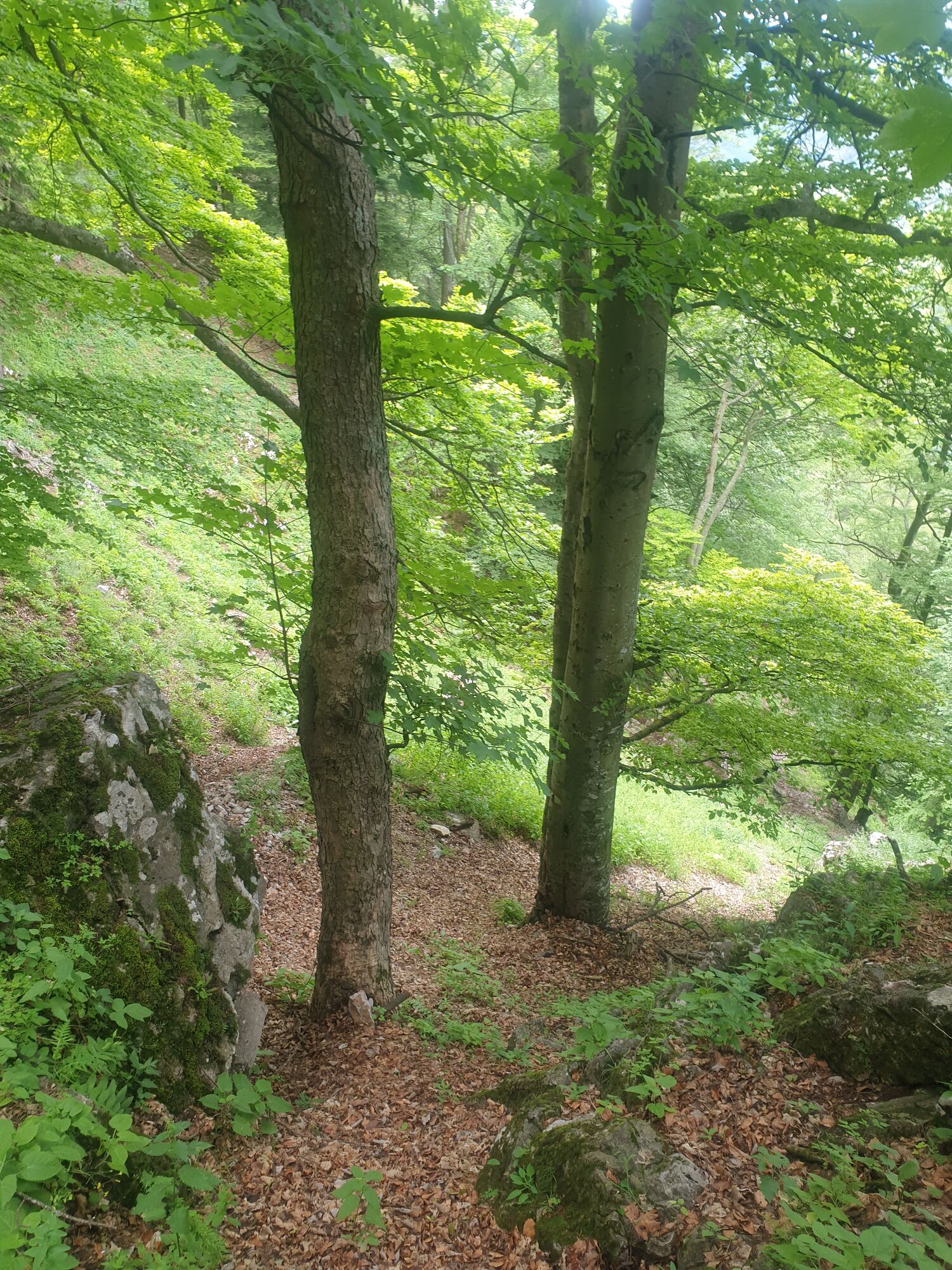 Karte