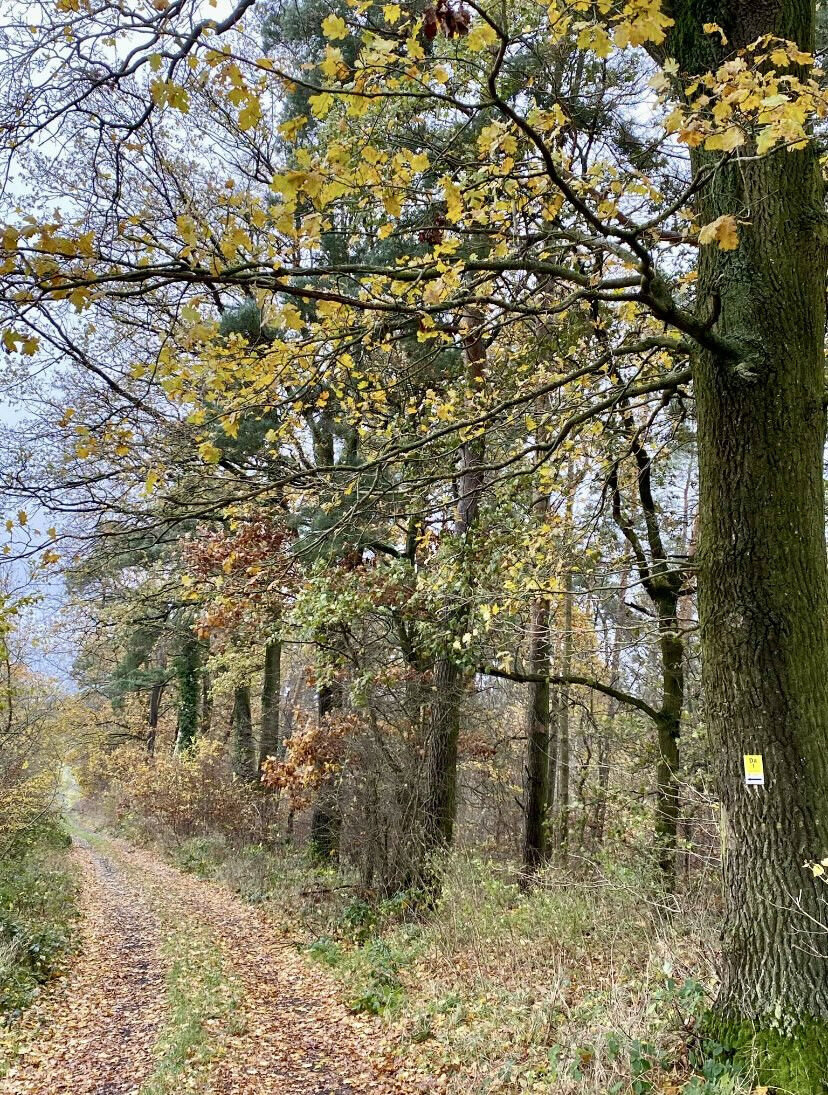 Dagobertshausen Da1