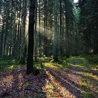 Sonnenstrahlen im Wald