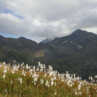 Wollgras beim Abstieg