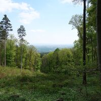 am Weg zum Badener Lindkogel