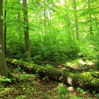 Salzgitter-Bad, Baum im Weg auf Wanderweg Nr. 15