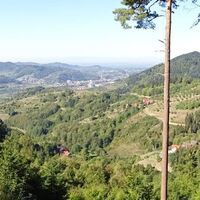 Blick vom Waldsofa