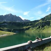 Geißen am Traualpsee