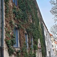 Overgrown house front in the Waisenhausstraße