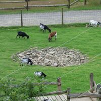 Wildpark &amp; Greifvogelzoo auf dem Potzberg