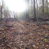 am Weg "Steiniger Weg" im "Steiniger Wald"