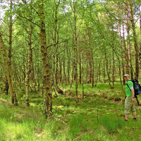 Der Birkenwald im Bösenkamper Moor