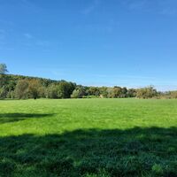 Wiese