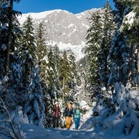 Scheffau_Winterwandern_Wald_Winter