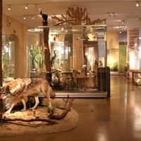 Senckenberg Museum für Naturkunde, Görlitz