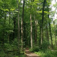 Wanderweg durch wildromantisches Finnebachtal