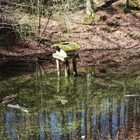 Teich vor Braunfels