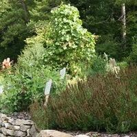 Kräutergarten