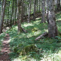 im Wald hoch bis zur Forststraße