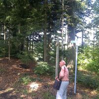Weg im Naturschutzgebiet Brandhalde