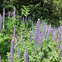 Lupinen